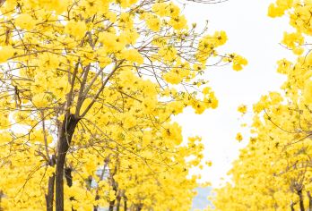 韶关丹霞山+南华禅寺+帽子峰一日游｜司兼导|景点可增可减【路线1：韶关市区+南华禅寺打卡-最后送市区 路线2：韶关市区---帽子峰打卡--最后送市区】