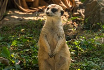 北京大兴野生动物园一日游【一家一团上门接送◆含门票】【随时出发，可为您订制线路，长城线路，市内套餐任您选择，一日，两日，多日游，专车+导游服务。】