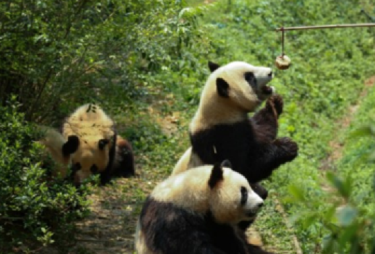 [2-7人私家团]成都熊猫基地+乐山大佛+向导全程带玩一日游【[专业服务团队]专注四川历史景点+真纯玩+无购物+0套路+0推销】