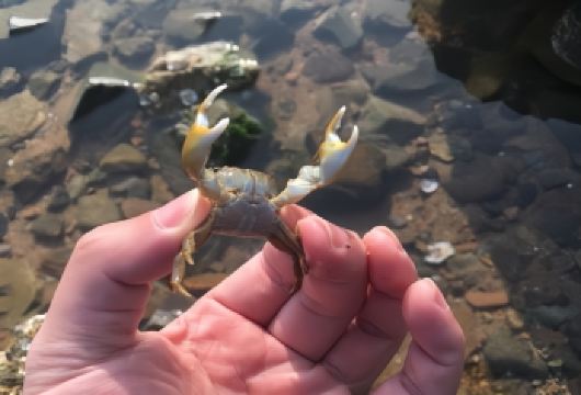 大连金石滩度假区+滨海国家地质公园一日游·私家团·家庭游包车【[精致小团]推荐2-6人迷你小团，家庭独立团，市中心酒店上门接送】