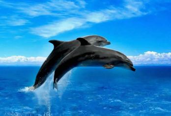 济州岛一日游【西南线】免费追海豚｜小羊肖恩牧场【15人团】【济州岛网红打卡：小羊肖恩羊驼牧场，柱状节理带，彩虹海岸公路，咸德海水浴场，牛岛，城山日出峰，涉地可支】