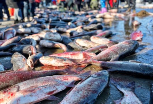 赴查干湖之约，看冰湖出鱼，品冬日至鲜！5座/7座可选暖车游【专属包车，适配亲子家庭、亲友结伴】