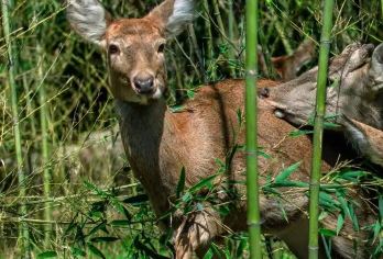 恩施鹿院坪一日游【2-6人私人定制/精品小包团/家庭出行】【我们会像子路守护孔子周游列国一样守护着旅途中的您】