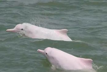 三娘湾出海看海豚/追海䐁（官方正规船票）一人起/可订快艇出海【三娘湾出海看海豚/追海䐁一日游（往返船票）】