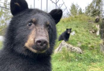 美国阿拉斯加州安克雷奇博物馆+野生动物保护中心+白鲸角一日游【包车纯享，行程自由，支持个性化定制】