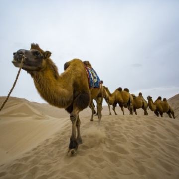 马拉喀什啊加菲沙漠探险【四轮摩托车+骑骆驼+晚餐表演】