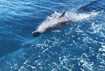 阿曼穆桑达姆Khasab峡湾半天出海 浮潜寻找海豚网红秋千【[追逐海豚]海豚跃出水面，与你亲密接触，让你感受大海的温暖和生命的力量。】