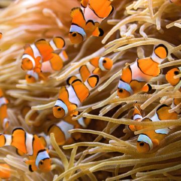 泰国洛克岛+哈岛浮潜纯玩一日游【甲米/普吉/兰塔出发】