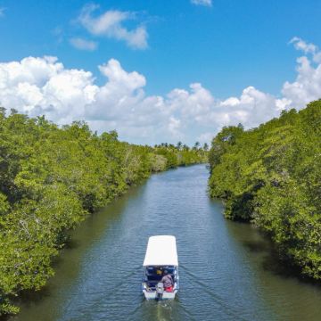 民丹岛红树林或萤火虫之旅（含酒店接送和餐饮）| 印度尼西亚