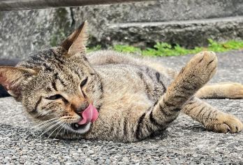 台北猴硐猫村+十分瀑布+十分老街+九份老街一日游【台北出发】【十分老街，九份小径，探索人间美食，漫步美丽山城。】