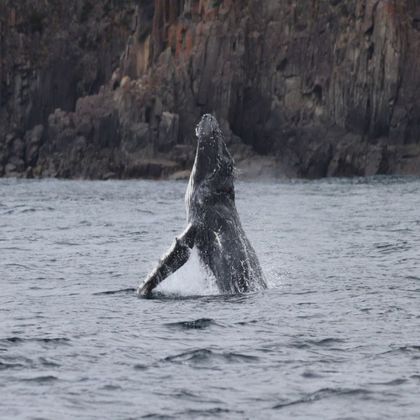 澳大利亚塔斯马尼亚亚瑟港Tasman Island Cruises一日游