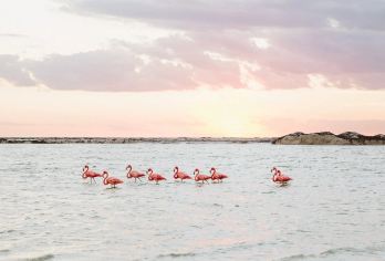 墨西哥粉红湖和Río Lagartos乘船之旅【乘船游览里奥拉加托斯红树林运河，观赏珍奇鸟类】