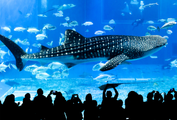 冲绳北部经典一日游【9人小团/巴士团 | 可含水族馆门票】【[经典北部]漫步古宇利岛欣赏浪漫大海，万座毛观赏大自然鬼斧神工，美国村享受异域风光！】