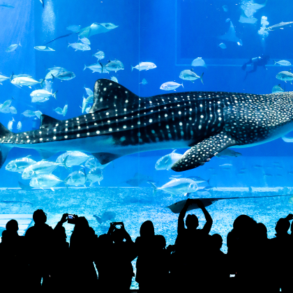 冲绳北部经典一日游【9人小团/巴士团 | 可含水族馆门票】