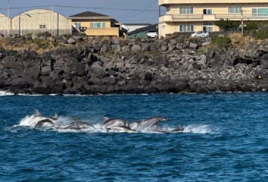 韩国济州岛海豚西南线一日游牛岛一日游拼车包车服务【纯玩无购物 减少旅行焦虑 开心】
