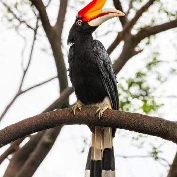 山打根京娜巴达安河一日游【河流船游之旅/专业讲解导游】