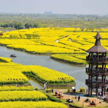 兴化千垛油菜花含游船+李中水上森林含竹筏一日游天天发班