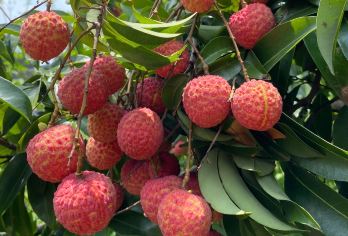 上门接送不拼团+广州从化碧水湾温泉度假村+摘水果体验一天游【私家旅行：一单一团，不拼客，专属旅行、品质服务：小车上门接送，专职司机护航】