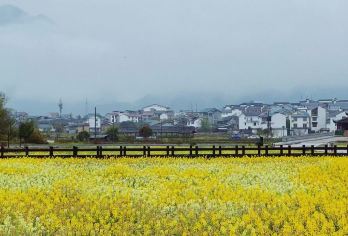 朱子故里五夫镇，春有油菜花，夏有荷花，秋冬抱树晒暖阳。【品质出游】
