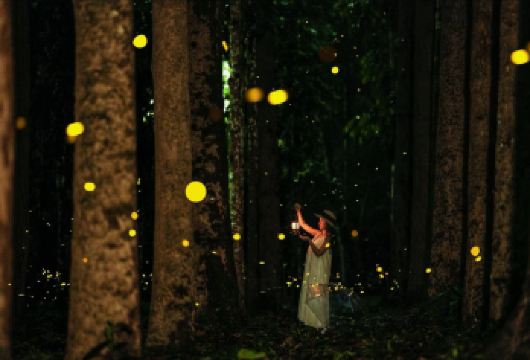 西双版纳中科院植物园夜游研学科普【15人一组夜游讲解】【[夜游体验]错峰出行、晚出发夜游深度体验，去开启一场“追光计划之夜游植物园”全新概念亲子游】