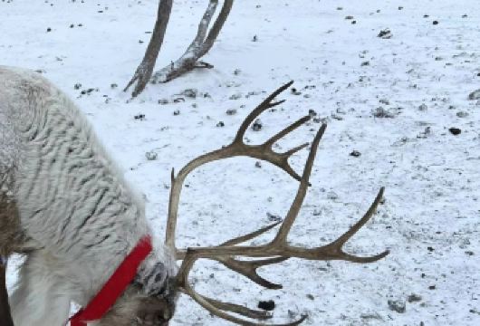 长白山仙峰雪岭景区/老里克湖一日游【[2-6人小团，酒店上门接送]】