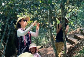 西双版纳南糯山一日游【采摘春茶逛茶园泡茶品茶/了解制茶工艺】【[南糯茶山]神仙茶山，悠美茶山，开启您的南糯茶山之旅吧！】