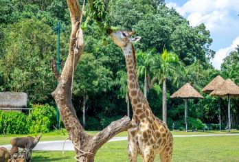 广州长隆野生动物世界一日游|全天导览带玩+趣味讲解+摄影旅拍【全天向导陪玩不限时（开园到闭园）|灵活调整游玩方案| 动物亲密互动接触| 园区官方正价购物优惠*】