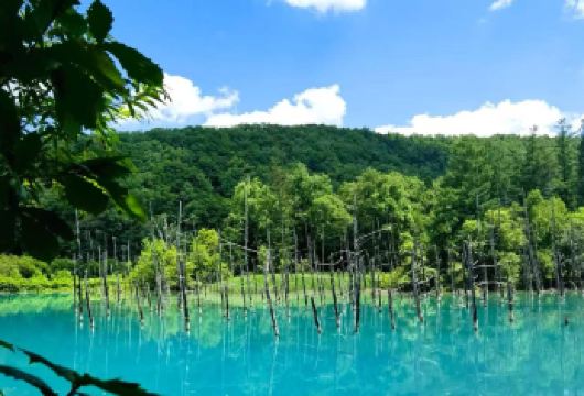 日本北海道旭川+青池+精灵露台+白须瀑布【中文私家包车】【尊享一对一高端行程定制，豪华包车专属礼遇，专业旅行顾问24小时恭候垂询。】