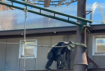 日本札幌往返美瑛青池富良野/可小樽登别北海道多日包车-精选【包车一日游，解锁旅行新方式！独立车辆配备经验丰富的老司机，为您量身打造专属行程。】