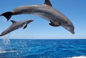 韩国济州岛西南线海钓/追逐海豚一日游【小团品质游】【无购物纯玩+专业双语司导+经典景点一网打尽】