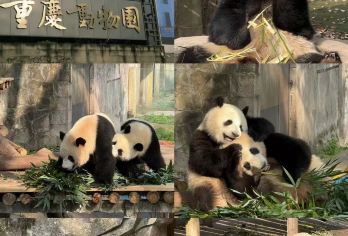 重庆洪崖洞+长江索道+李子坝一日游+动物园【8人纯玩小团 】【[深度游玩]2-8人精致小团，拒绝拥挤，游玩时间更充足；精选山城热门景点，打卡山城不迷茫，轻松出游！】