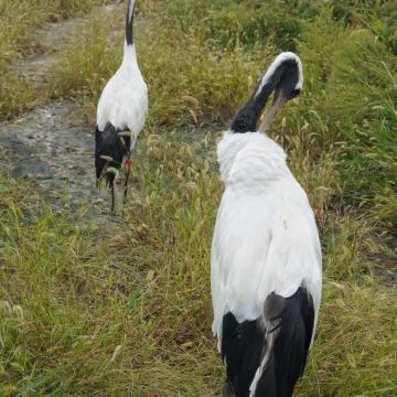 盐城丹顶鹤 麋鹿 荷兰花海包车一日