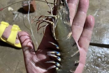 三亚后海村一日游【三亚后海赶海套票+收地笼+水果+海鲜粥】【需要接送交通（三亚湾/市内/大东海/亚龙湾）联系客服】