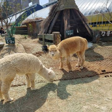 韩国首尔出发｜江原道攻略包车一日游｜南怡岛+法国村+乐高