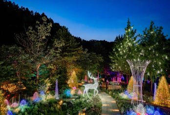 韩国羊驼牧场+南怡岛+铁道自行车+树木园夜灯游 (首尔出发)【羊驼世界｜可近距离观看、触摸及喂食羊驼、白鹿与小马，并体验动物游行与骑马互动，趣味十足】