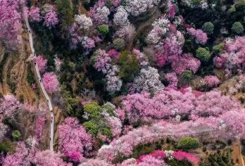 卖花渔村+徽州古城一日游【赏梅◆徽州寻梦◆2-6人精致小团】【[上门接送]私家2-6人小团，黄山市区/歙县县城区域内提供上门接送服务，省心省时。】