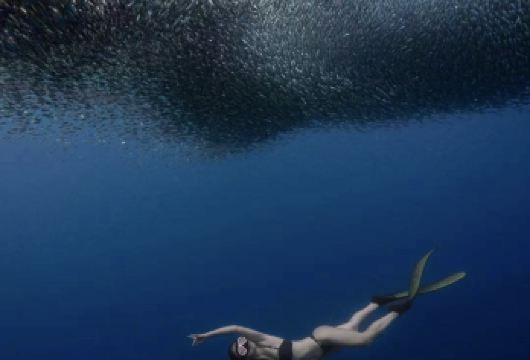 菲律宾薄荷岛Napaling沙丁鱼风暴浮潜&珊瑚&鱼群半日游【邦劳岛地区酒店免费上门接送，提供浮潜装备，带你开启海底世界之门！】