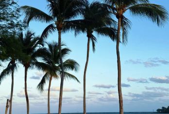 美国迈阿密大沼泽地一日游-地标经典路线-包车【玩转美国】【包车一日游，解锁旅行新方式！独立车辆配备经验丰富的老司机，为您量身打造专属行程。】