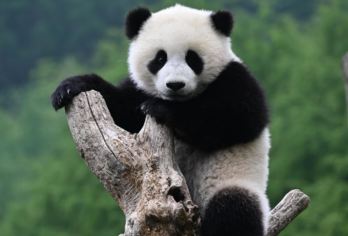 【包车游】三星堆+熊猫基地一日游【①单①团/纯玩自由行】【无购物，无隐形消费；自由行，按自己时间出发，不拼车，随时停车打卡。】