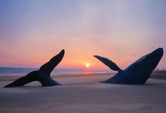 养马岛+时光塔+孤独的鲸+朝阳街+渔人码头【上门接送包车】【咱们属于自由行，不拼车，不拼团，每个景区的游玩时间不催促，您的时间您做主。以上路线您作为参考】