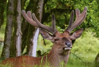 喇叭河1日游【野生动物·秋季彩林红石滩；冬天云海云海雪景】【[服务保障]品质纯玩[16人以上安排专业领队]；多年老司机，正规旅游大巴，保证1人1座；旅游意外险】