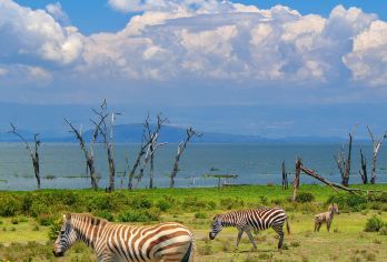 肯尼亚内罗毕一日游【马赛文化体验与动物救援线】【上午在国家公园追寻猛兽足迹，下午深入马赛村落体验部落狂野。一日之内，完成从草原到文化的双重Safar】