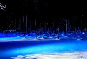 日本札幌往返+旭山动物园+白须瀑布+七星之树+青池/私家包车【专属客服和本地中文司机，一家一团包车】