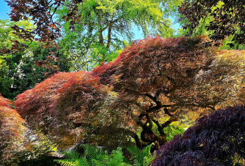 温哥华伊丽莎白女王公园+固兰湖岛+煤气镇+吊桥公园一日游【串联城市地标与自然奇观，从皇家园林、文艺市集到历史老街、雨林吊桥，体验多元温哥华。】