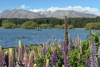 新西兰特卡波湖+普卡基湖+奥基拉/库克山国家公园包车一日游【特卡波湖好牧羊人教堂、普卡基湖观景台、库克山步道等多处摄影点，助你捕捉新西兰明信片级风光。】