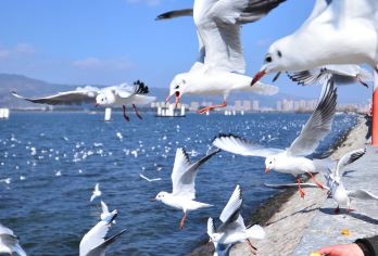 懒人友好型昆明游：包车直达滇池/西山/民族村，省时避坑全攻略【滇池喂海鸥‌：冬季限定（11月-3月），与西伯利亚海鸥亲密互动，感受高原明珠的灵动之美。】