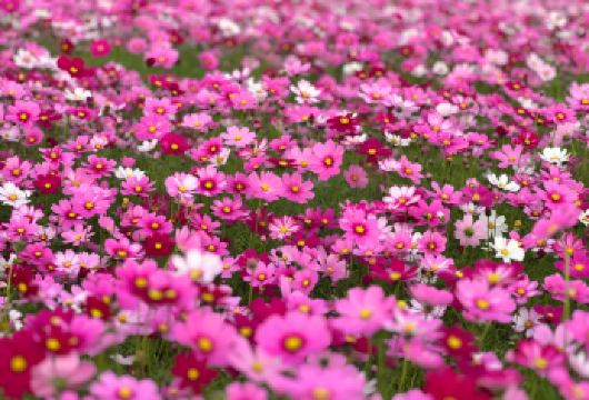 孙中山故居+詹园+中山市博物馆+崖口村一日活动【醉美格桑花海】【私家团丨小众线路丨独立包车丨车型可选丨优选行程丨管家服务丨上门接送】