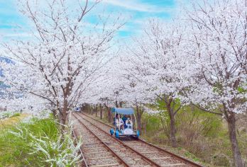 南怡岛+小法国或义大利村+加平铁轨自行车+早晨宁静花园一日游【南怡岛: 韩剧《冬季恋歌》取景地，四季皆美，有银杏大道、骑行小路与湖边美景，浪漫又放松。】