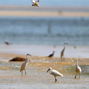 埃及法尤姆绿洲+鲸鱼谷一日游【开罗酒店接送】