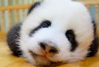 熊猫基地+三星堆【纯玩大团 | 可选2-8人小团. 亲子游】【[秘制路线]错峰游避开70%人群，旅途轻松有趣，亲子同乐！】